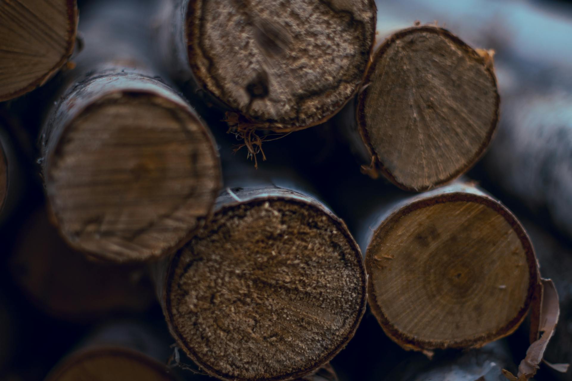 Nahaufnahme gestapelter Holzstämme von der Stirnseite