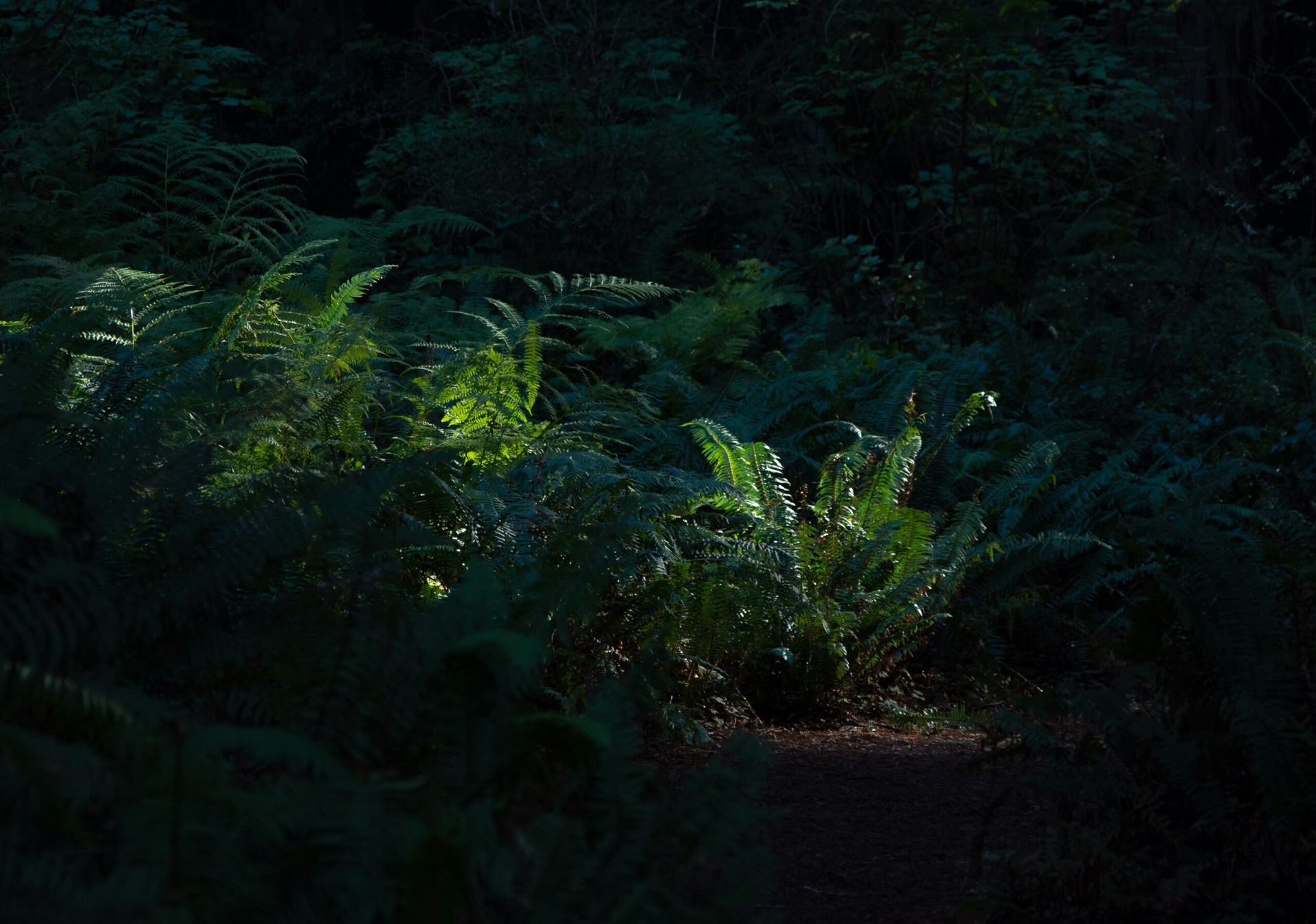 Farnpflanzen im dunklen Wald