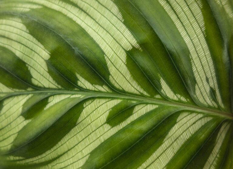 Close-up of a green leaf with light veins