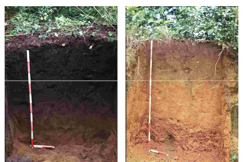 Soil profiles compared: terra preta and soil without biochar