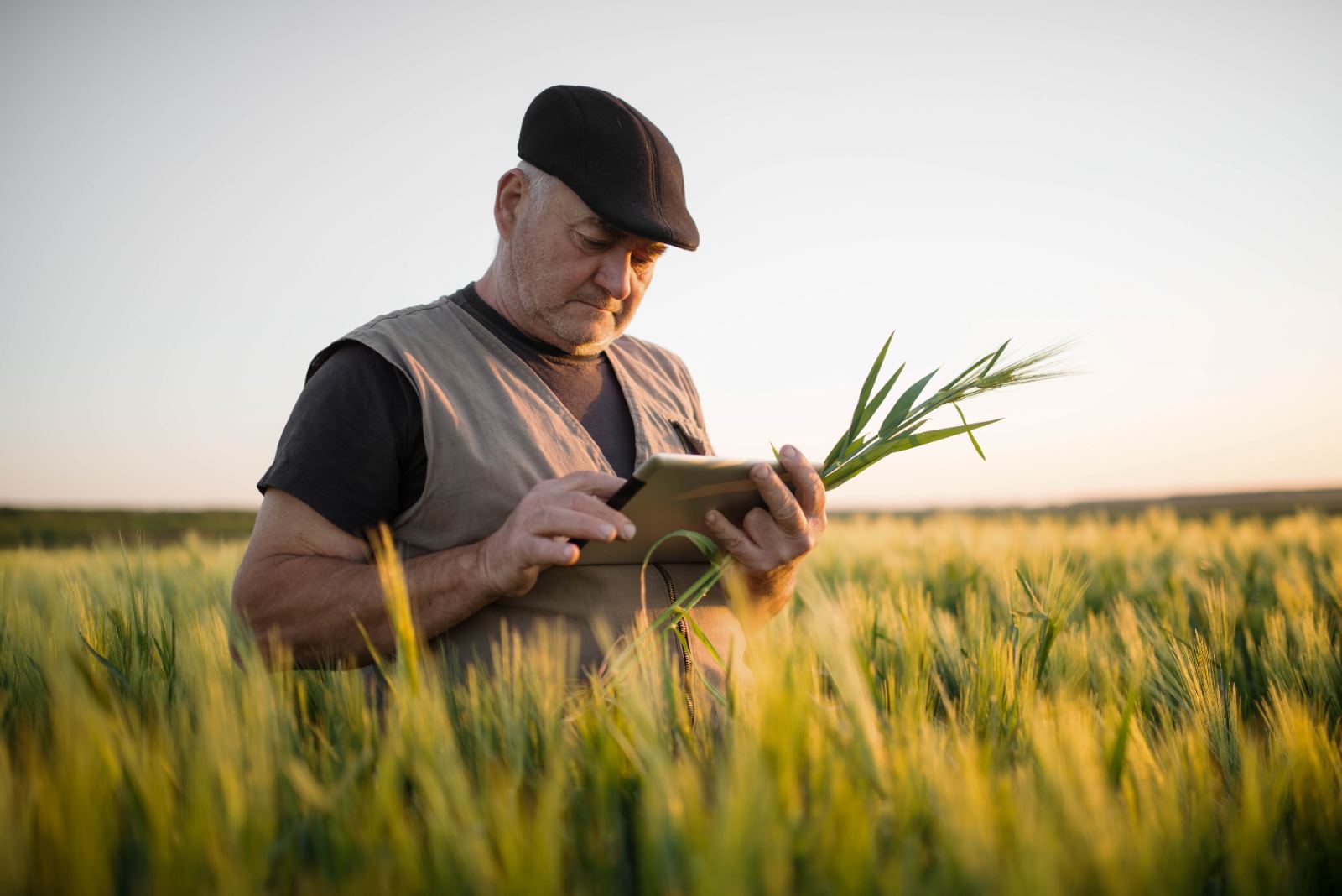 Landwirt kontrolliert das Getreide auf dem Feld