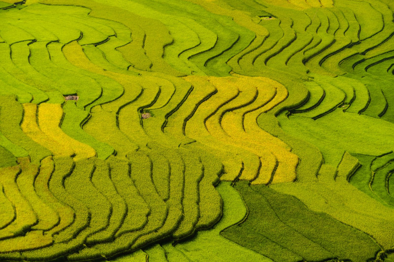Luftbild von landwirtschaftlichen Feldern