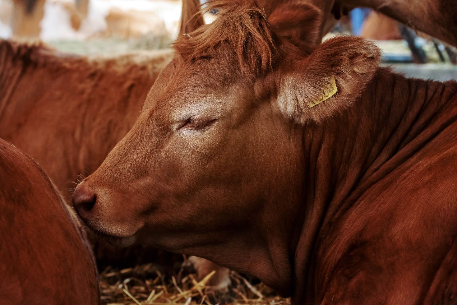 Rind liegt entspannt im Stroh