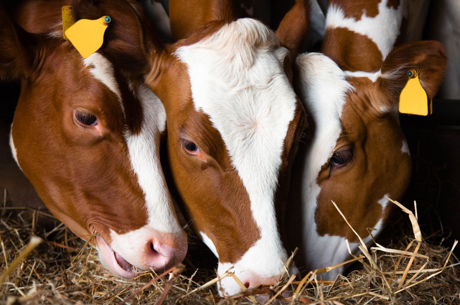 Pflanzenkohle in der Anwendung Tierhaltung
