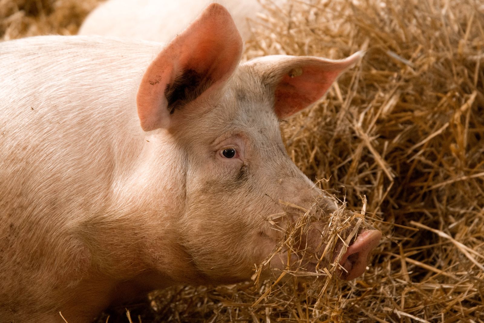 Schwein im Stroh