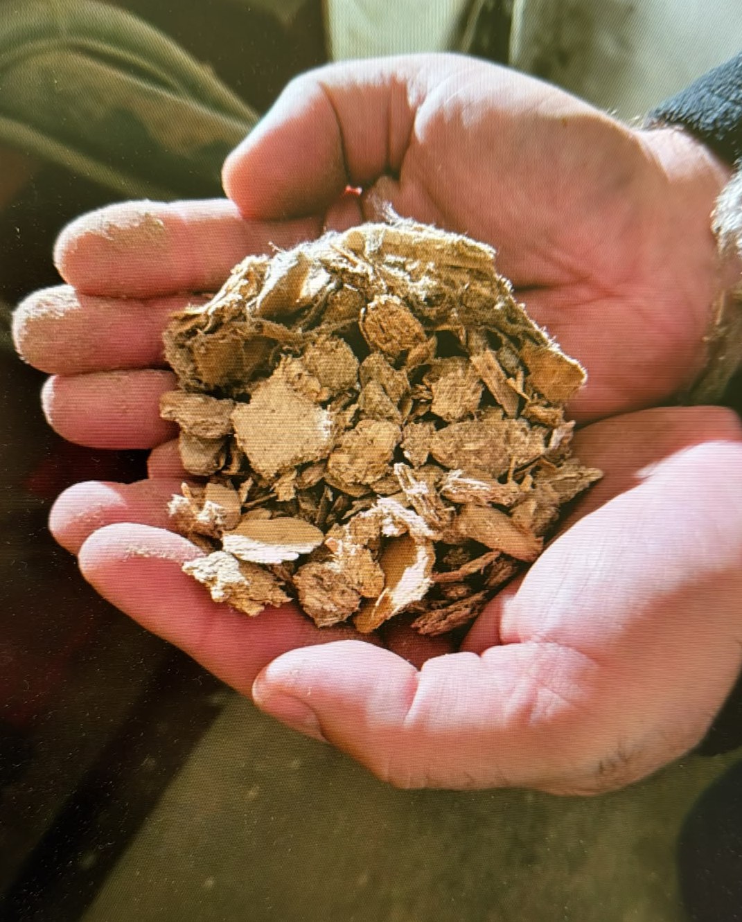 Holzhackschnitzel als Reststoff für die Pyrolyse in der Hand