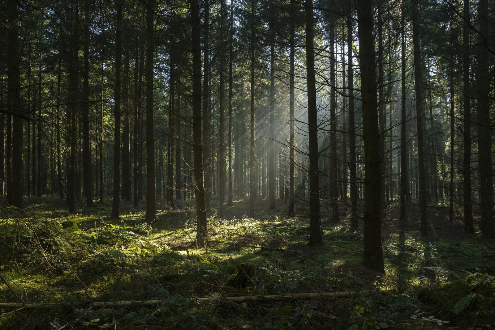 Wald mit Lichteinfall